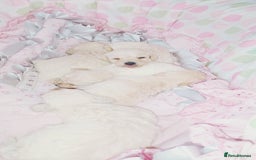 Miniature Poodle dogs for sale: Miniature poodle  - Image 11