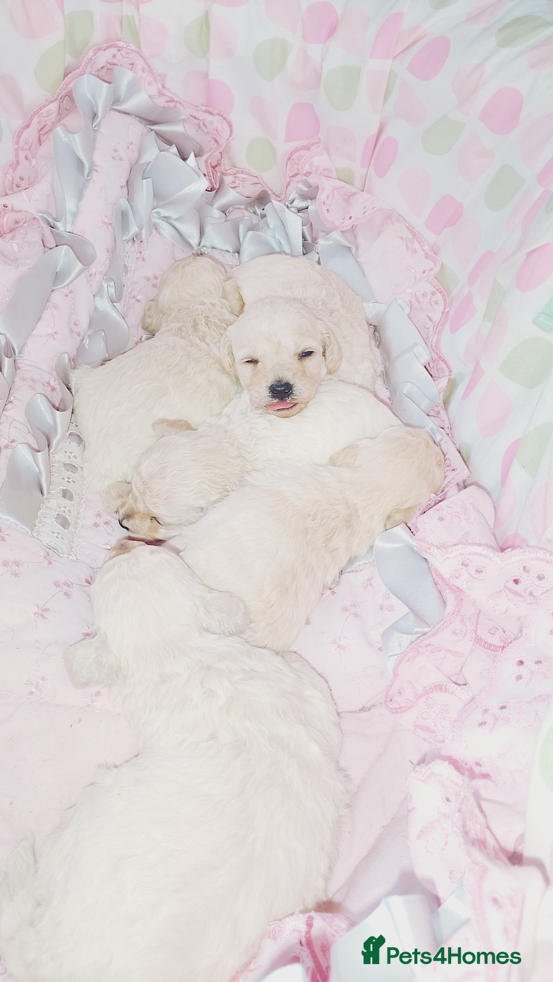 Miniature Poodle dogs for sale: Miniature poodle  - Image 11