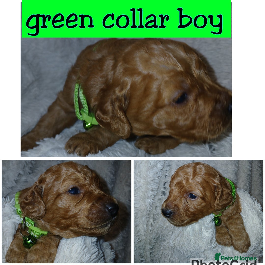 Cockapoo dogs for sale: Gorgeous F1b cockapoo puppies  - Advert 25