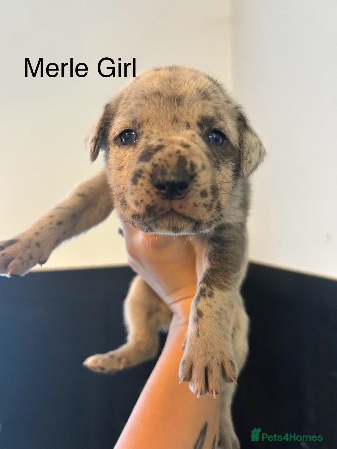 Cane Corso dogs for sale: Cane Corso Puppies  - Advert 15