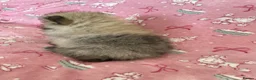 Pomeranian dogs for sale: KC reg Beautiful Teddy bear Pomeranian girls - Advert 10