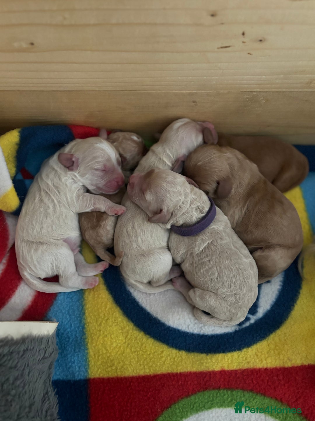 Cockapoo dogs for sale: Cockapoo puppies for sale- extensive DNA tested - Image 2