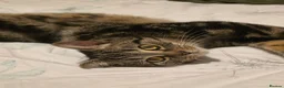 Mixed Breed cats for sale: Tabby kitten and mum - Advert 6