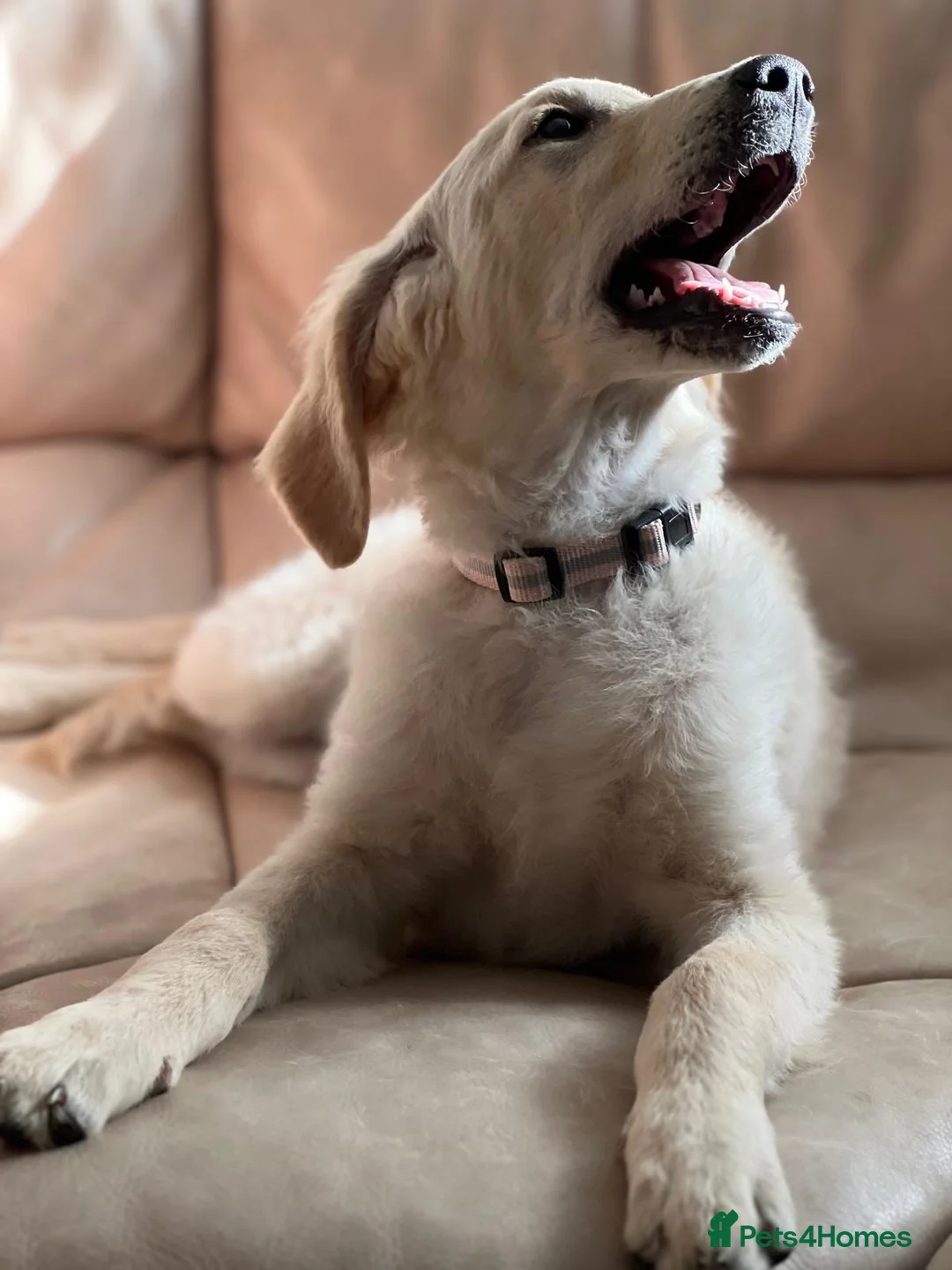 Goldendoodle dogs for sale: 🐾 Goldendoodle large girl ready now 🐾 - Advert 2