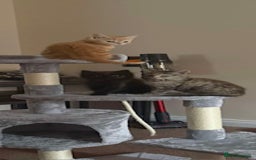 British Shorthair cats for sale: Kittens needing new homes - Image 1