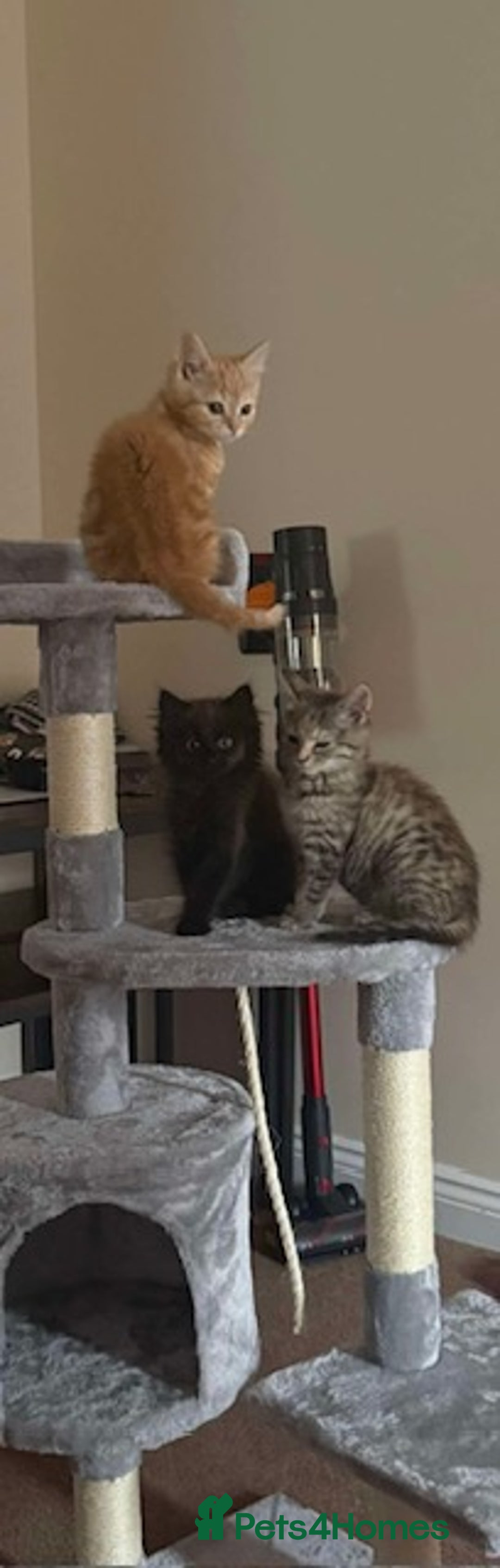 British Shorthair cats for sale: Kittens needing new homes - Image 1