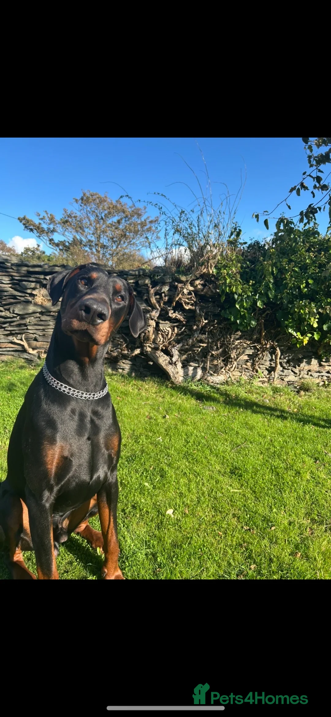 Dobermann dogs for stud: Stud Service Available – Rocco - Advert 2