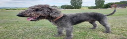 Bedlington Terrier dogs for stud:  Bedlington terrier for stud   in Chesterfield - Advert 4