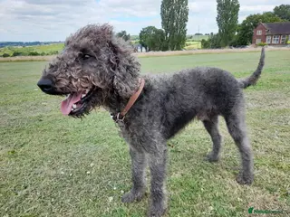 Bedlington Terrier dogs Blue. Bedlington terrier for stud CT Clear in Chesterfield - Advert 2