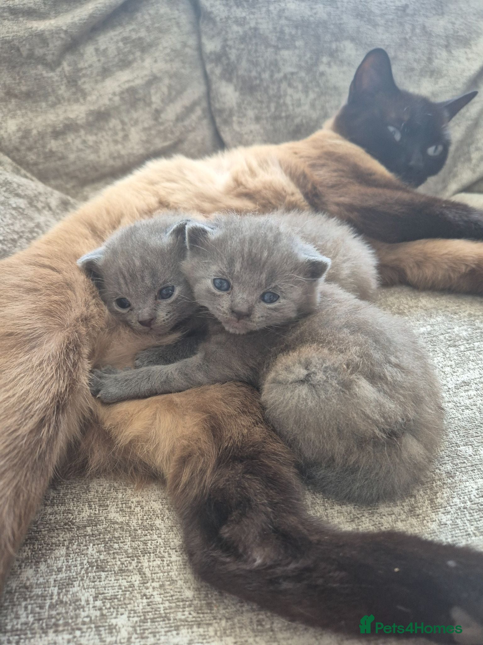 British Shorthair cats British shorthair - Advert 5
