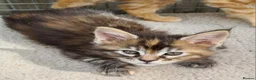 Maine Coon cats for sale: Pedigree tica mainecoon kittens - Advert 13