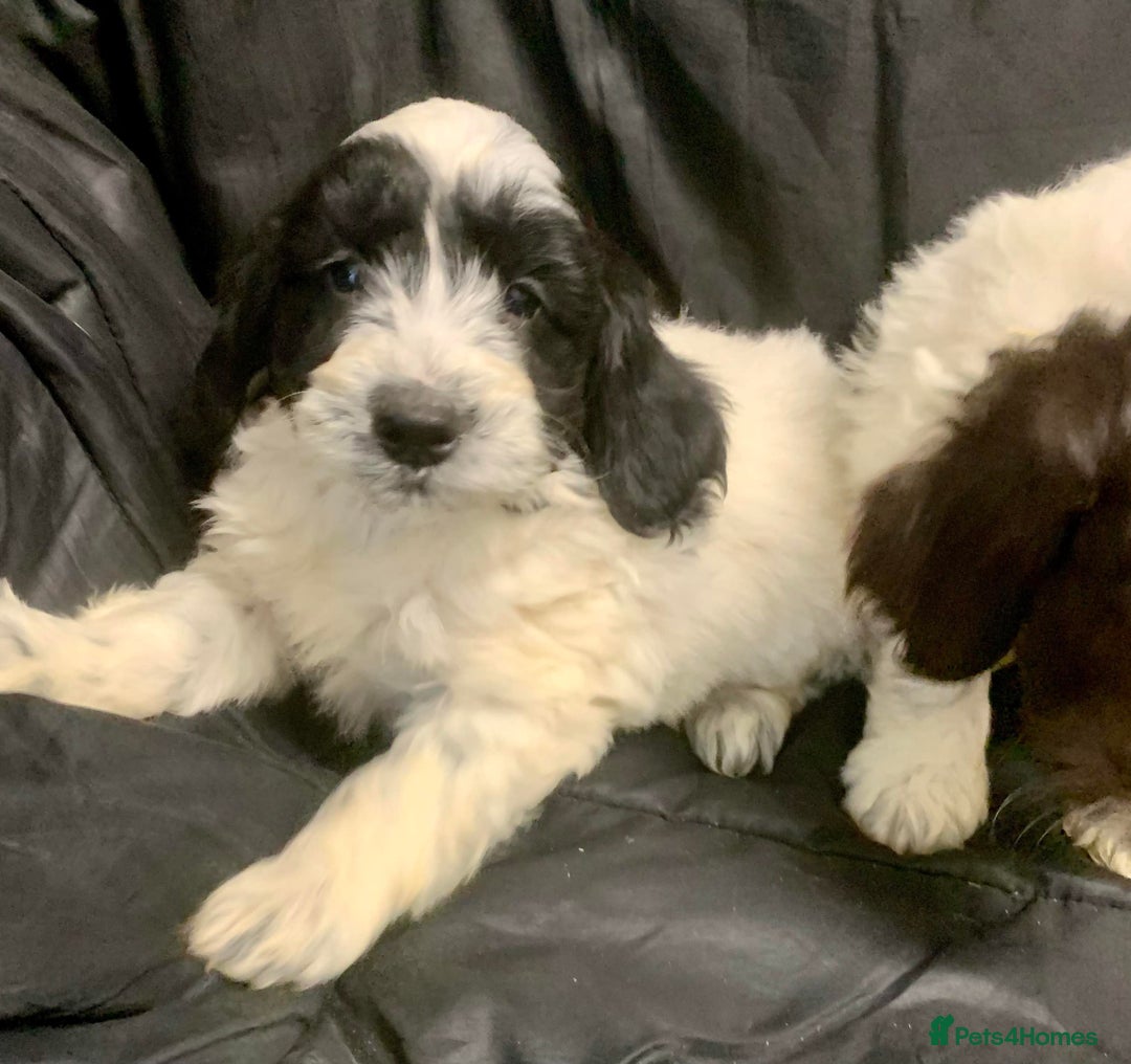Cockapoo dogs for sale: F1 Cockapoo puppies ready now  - Advert 3