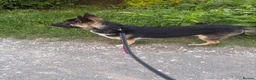 Mixed Breed dogs for sale: 8 month old German shepherd x mali - Advert 2
