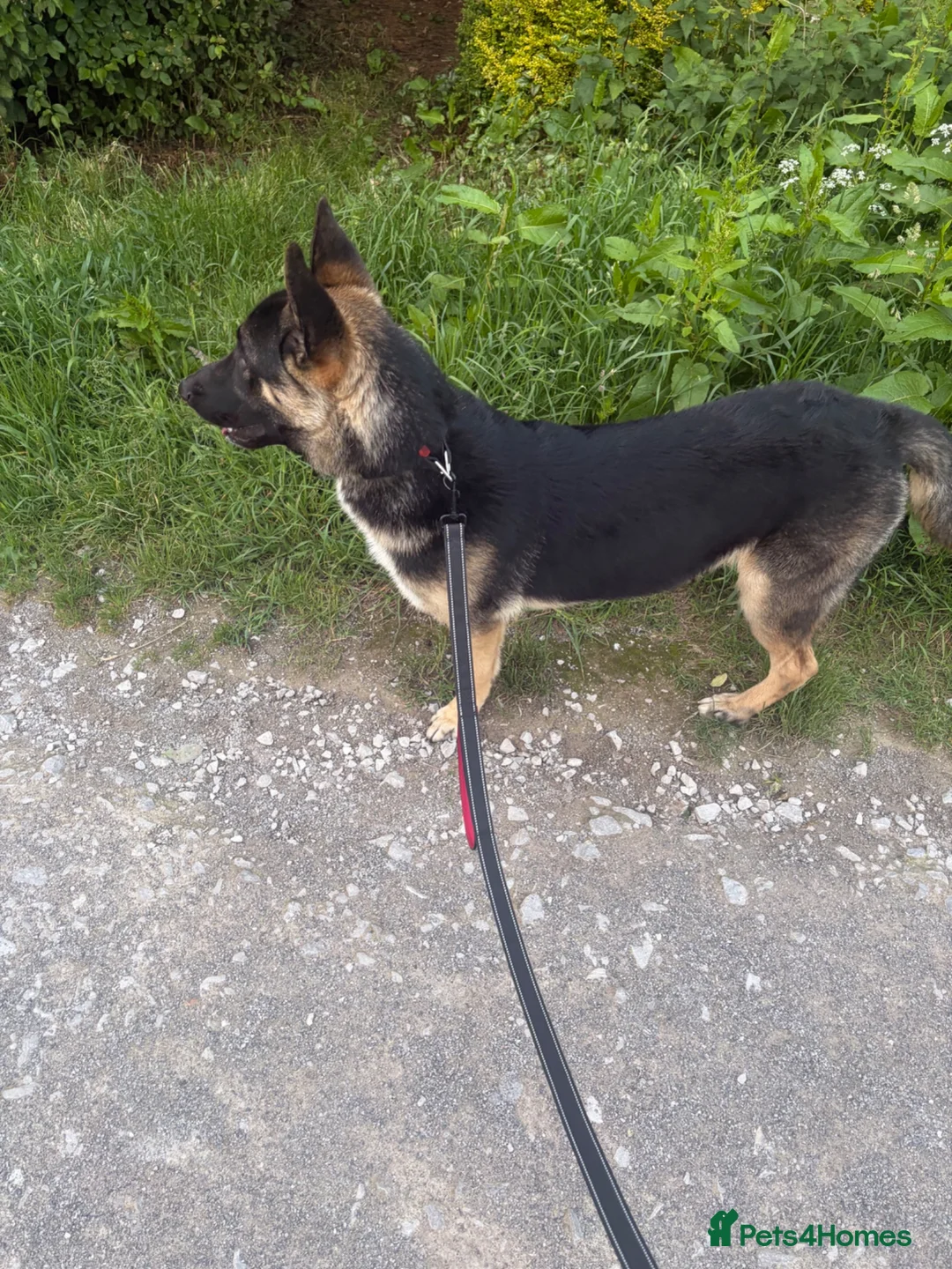 Mixed Breed dogs for sale: 8 month old German shepherd x mali - Advert 2