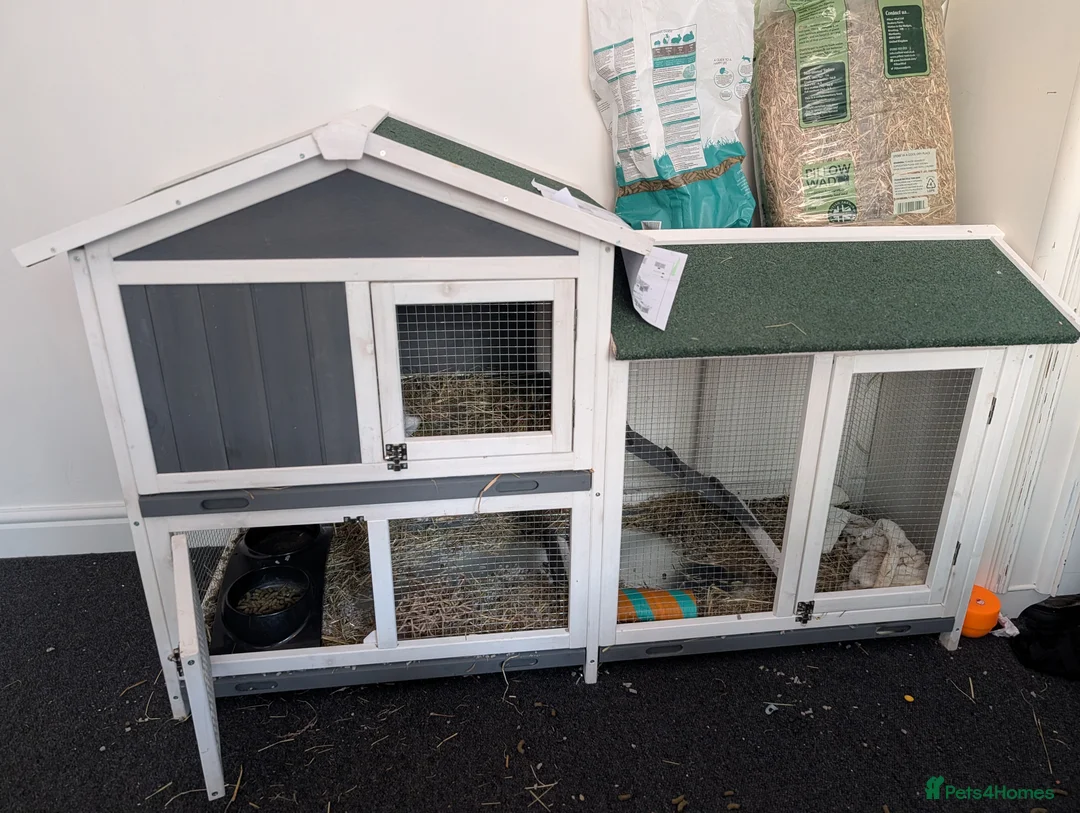 Mini Lop rabbits for sale: Casper the friendly mini lop  in Frome - Advert 4