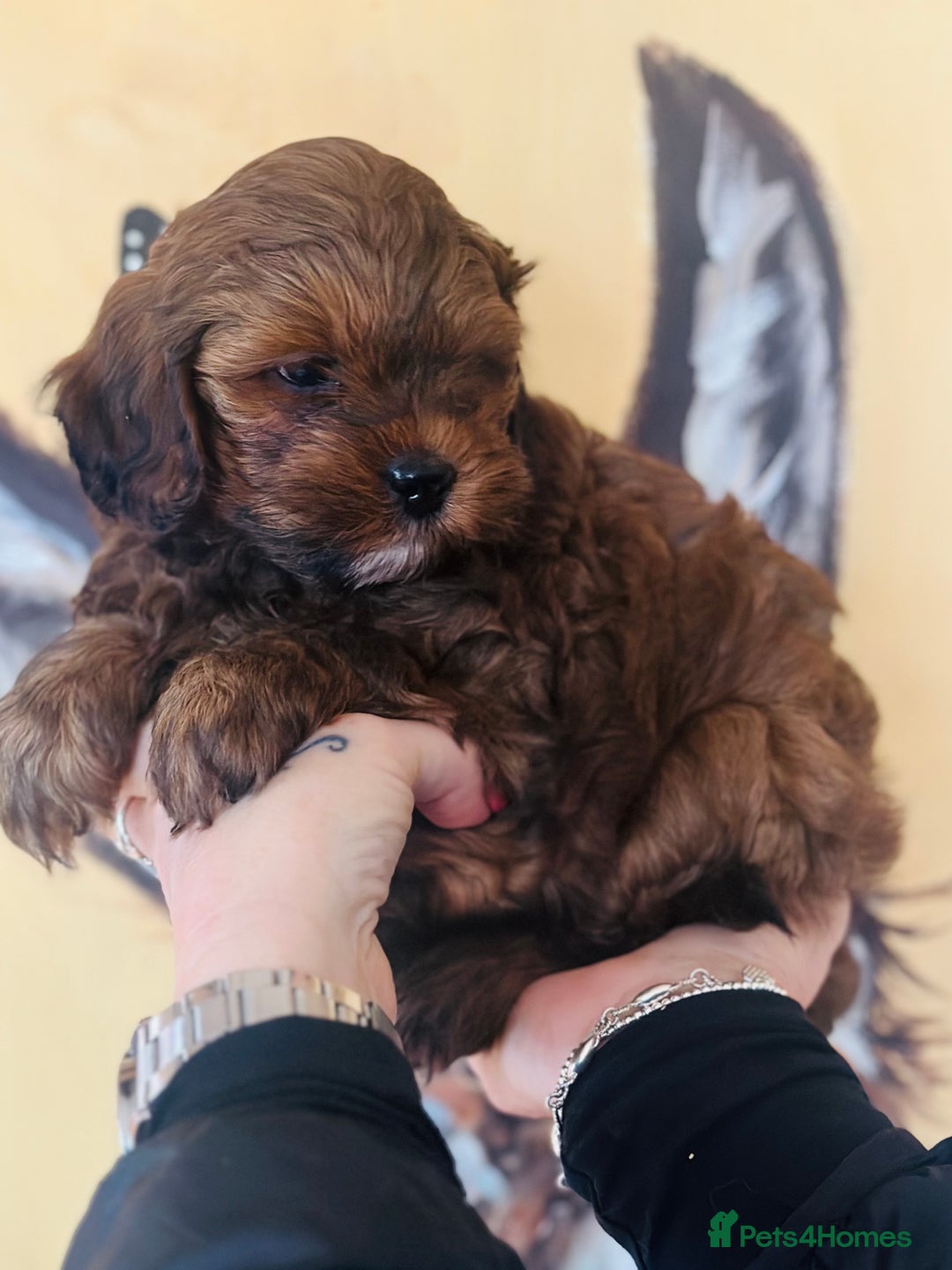 Shihpoo dogs for sale: Brother and sister allReady bags packed 🐶🐶 - Advert 7