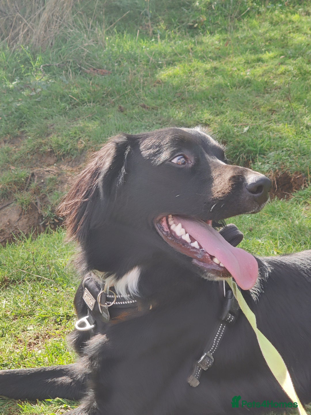 Mixed Breed dogs for sale: Sprollie pup - Image 5
