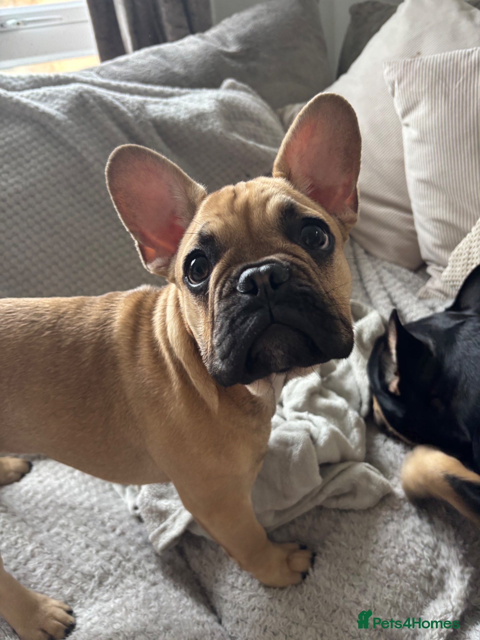 French Bulldog dogs Female KC French bulldog puppy - Advert 1