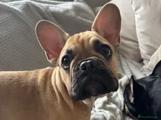 French Bulldog dogs Female KC French bulldog puppy - Advert 2