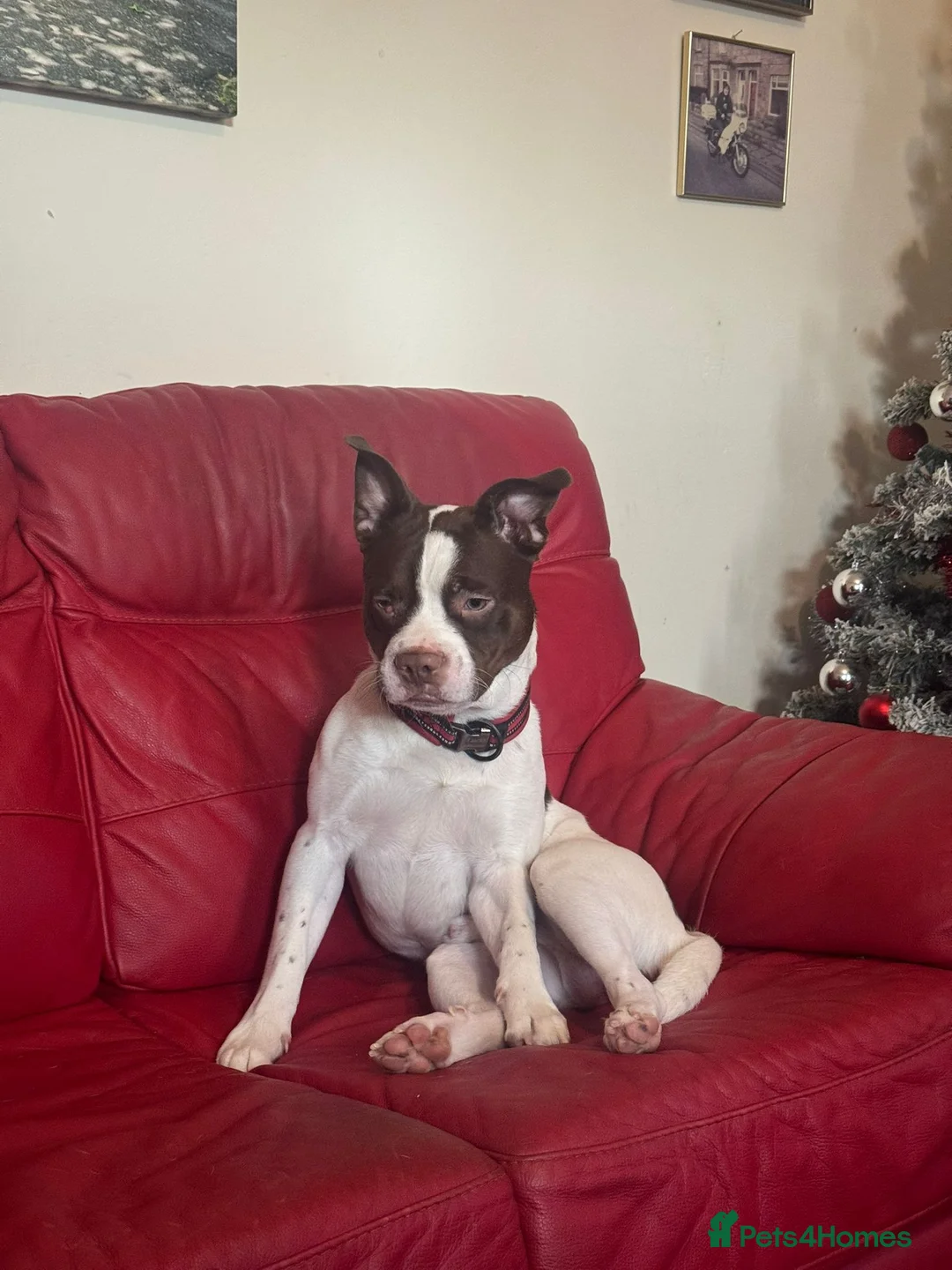 Mixed Breed dogs for sale: Lucky  in Colne - Advert 2