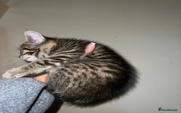 British Shorthair cats for sale: 5 Beautiful kittens  - Image 13