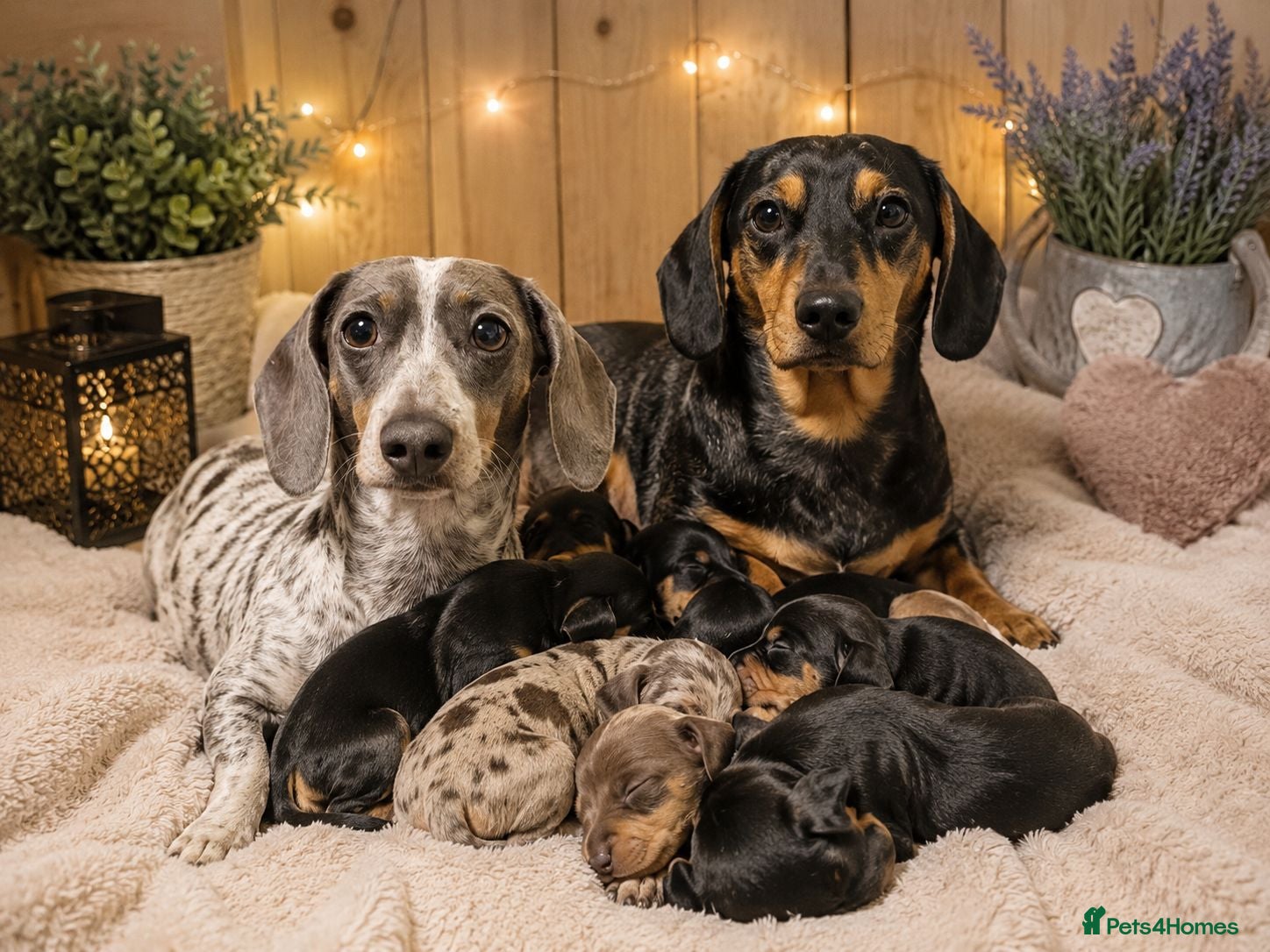 Miniature Dachshund dogs Miniature Dachshund Puppies Ready To Reserve - Advert 1