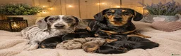 Miniature Dachshund dogs for sale: Miniature Dachshund Puppies Ready To Reserve - Advert 1