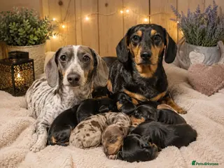 Miniature Dachshund dogs Miniature Dachshund Puppies Ready To Reserve - Advert 6