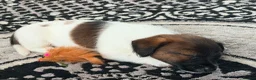 Jack Russell dogs for sale: Stunning jackrussel puppies! - Advert 6