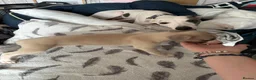 Whippet dogs for sale: Amazing whippet puppies  - Advert 14
