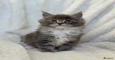 Maine Coon cats - Advert 2