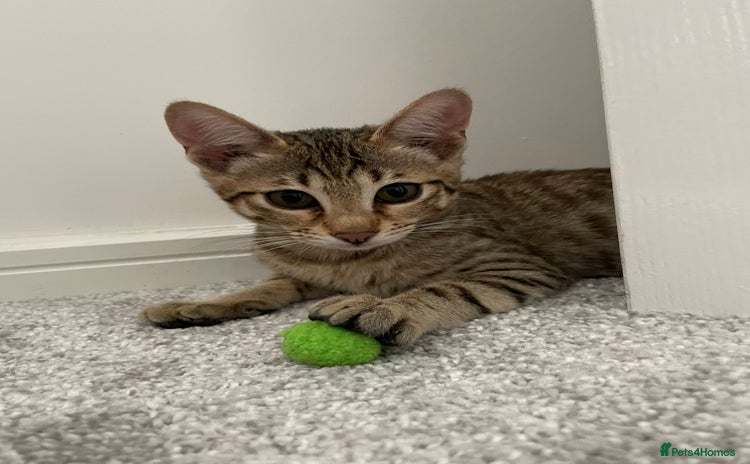 Savannah cats - Advert 13