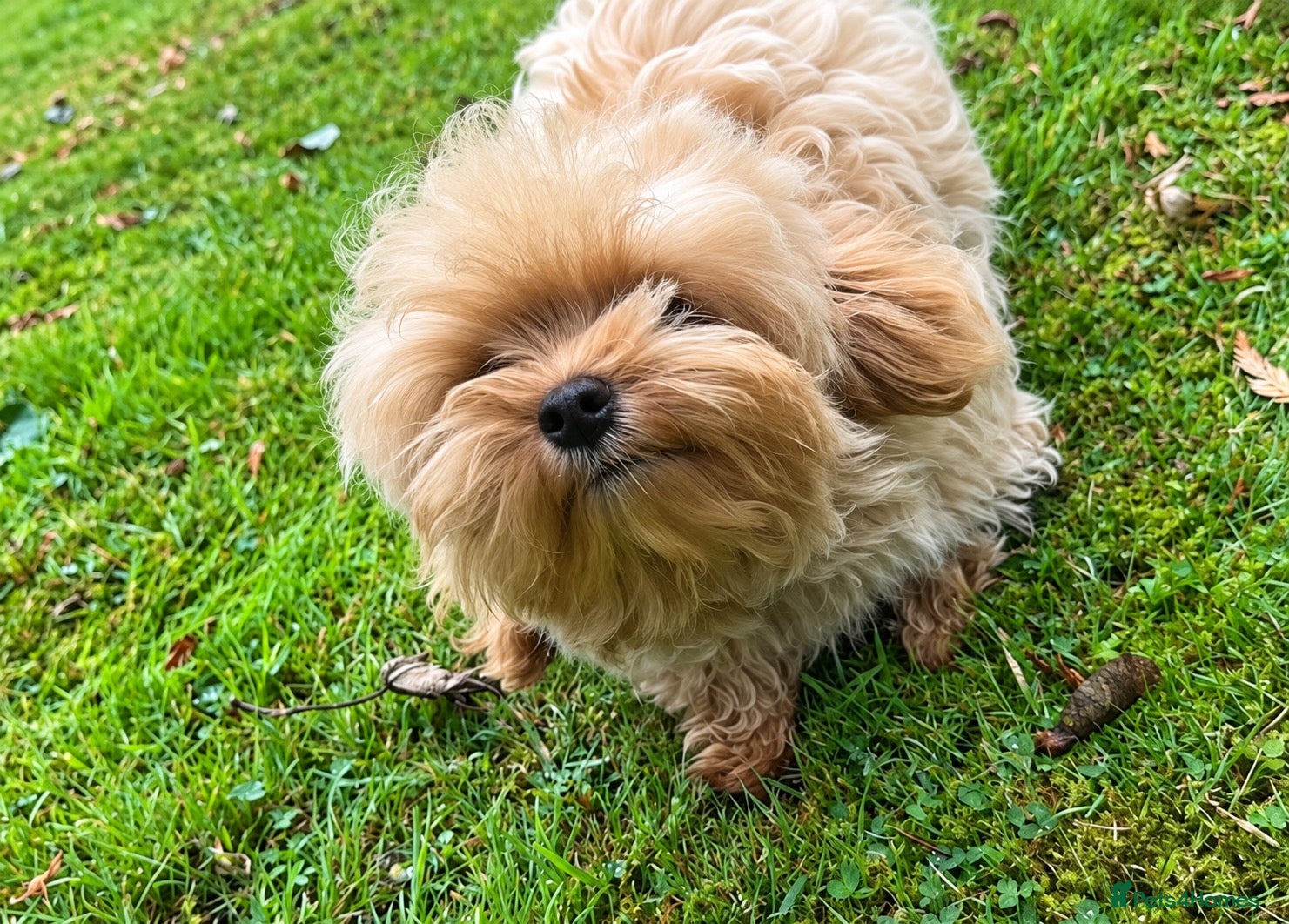 Maltipoo dogs Tiny Asian Maltipoo. DNA tested parents. - Advert 2