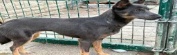 Mixed Breed dogs for adoption: Sheena - Stowmarket Suffolk  in Stowmarket - Advert 10