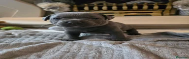 Staffordshire Bull Terrier Puppy 5
