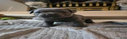 Staffordshire Bull Terrier dogs for sale: Stunning KC reg SBT BLUE PUPS - Advert 15