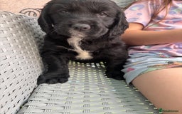 Cockerdor dogs for sale: 3 beautiful cockerador baby’s  - Image 11