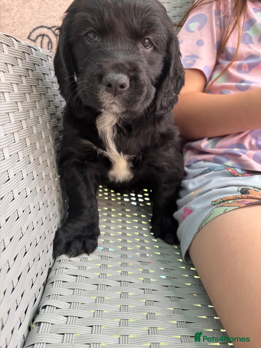 Cockerdor dogs for sale: 3 beautiful cockerador baby’s  - Image 11