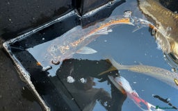 Koi Carp fish for sale: Japanese koi carp £100 each  - Image 30