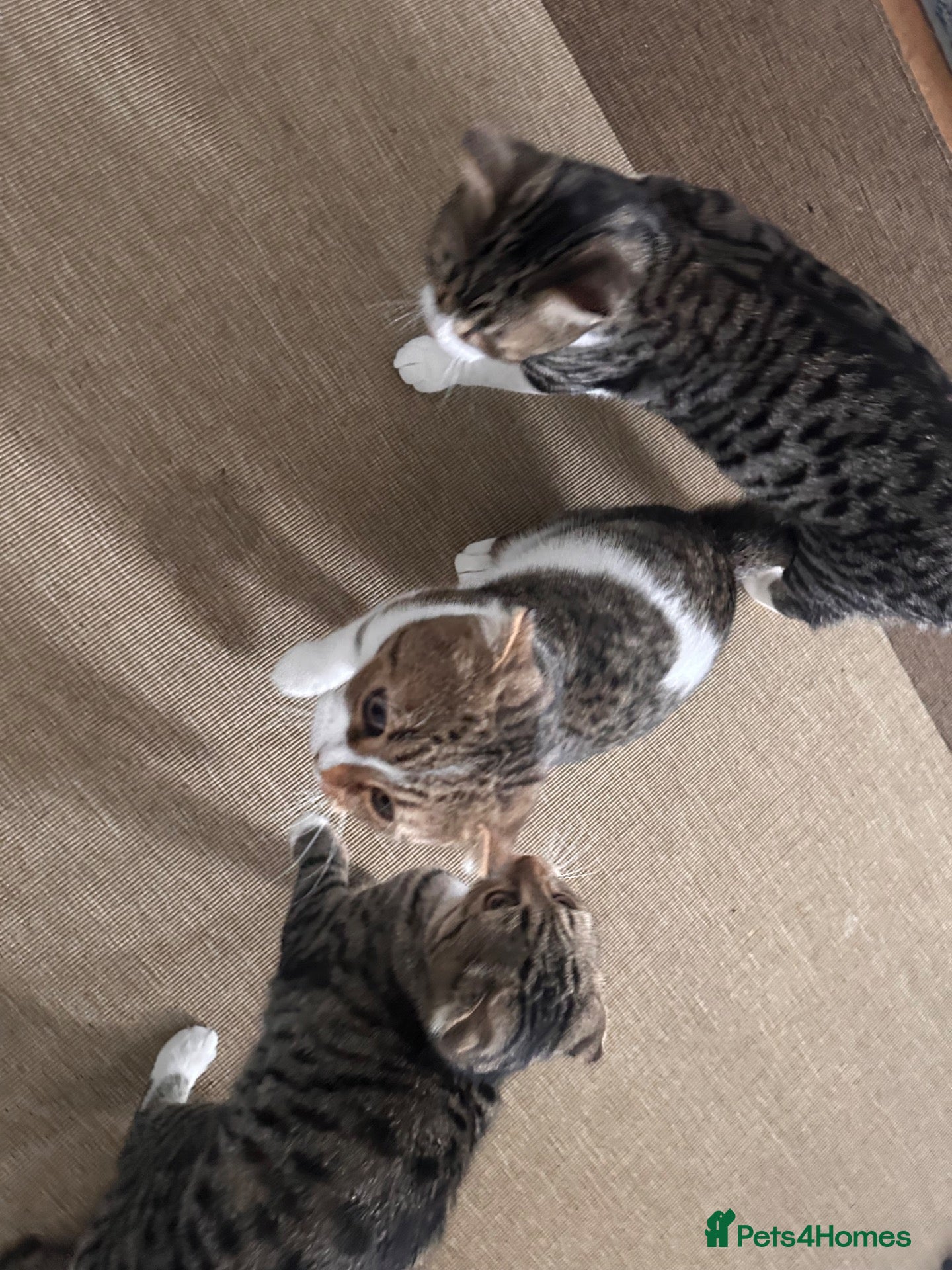 Mixed Breed cats 5 months old kitten. Mixed breed.  - Advert 3