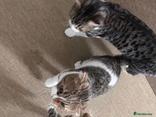 Mixed Breed cats 7 months old kitten. Mixed breed. - Advert 1