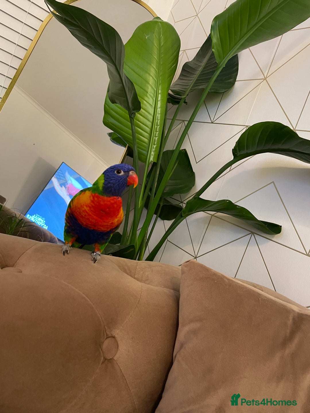 Lorikeets birds for sale: Silly tame lorikeet for sell - Advert 3