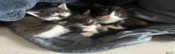 Mixed Breed cats for sale: Mixed Persian kittens  - Advert 12