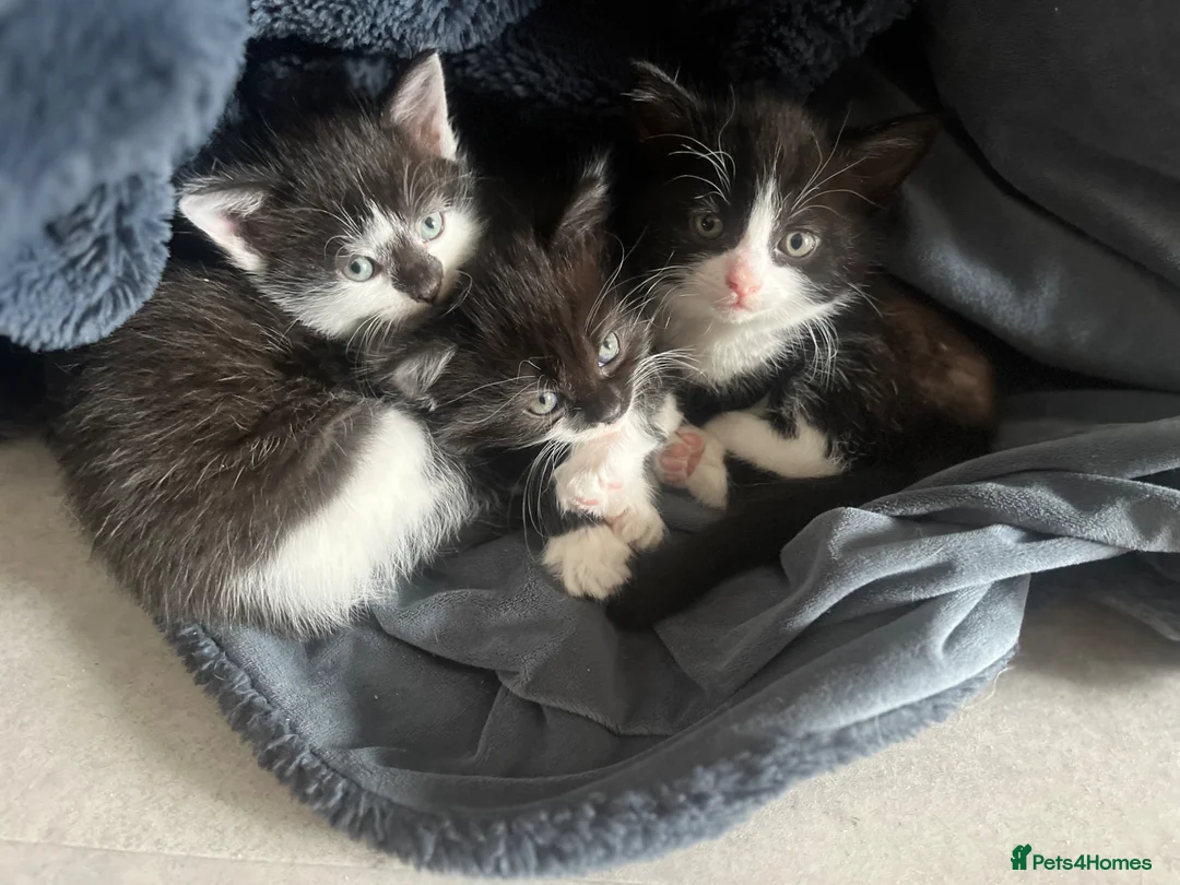 Mixed Breed cats for sale: Mixed Persian kittens  - Advert 12