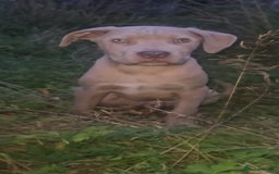 Mixed Breed dogs for sale: Cane Corso/Presa Canario Molloser dogs  - Advert 10