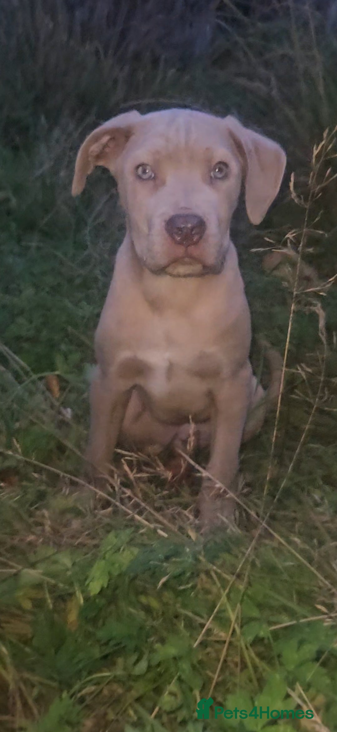 Mixed Breed dogs for sale: Cane Corso/Presa Canario Molloser dogs  - Advert 10