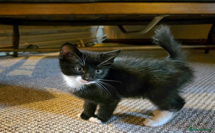 Mixed Breed cats - Advert 15