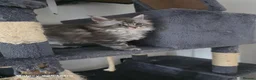 Maine Coon cats for sale: Stunning pure maine coons 1 boy and 1 girl left  - Advert 28