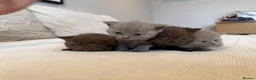 British Shorthair cats for sale: British Shorthair Kittens - Advert 4