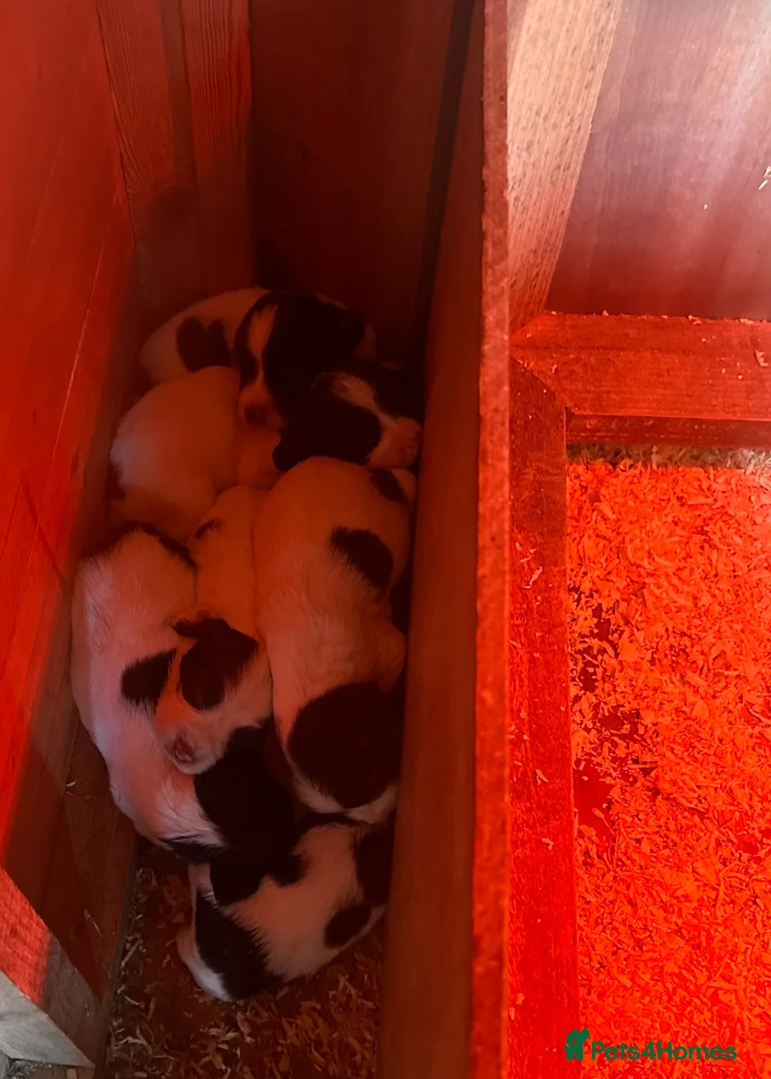 English Springer Spaniel dogs for sale: K C springer spaniels in Cambridge - Advert 2